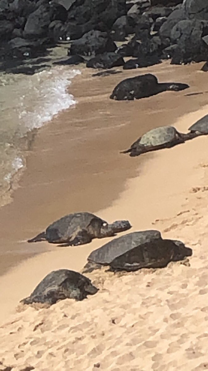AnnaThePally's tweet photo. βοΈπ΄π’ so many turtles on the beach ! So many people I would fight for not respecting the turtle rules ! I got given a volunteer card if Iβm ever in the area ! I made it ! #TurtleHero https://t.co/bJRLV4KDNe