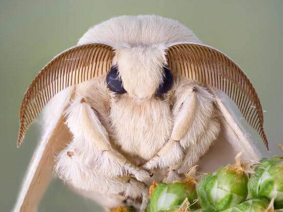 cyber_satanic's tweet photo. Ok but CUUUUTE LIL MOTH BABES JUST MADE MY ✨NIGHT✨ https://t.co/9NLDmOz1SH