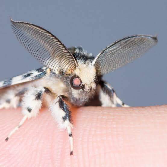 cyber_satanic's tweet photo. Ok but CUUUUTE LIL MOTH BABES JUST MADE MY ✨NIGHT✨ https://t.co/9NLDmOz1SH
