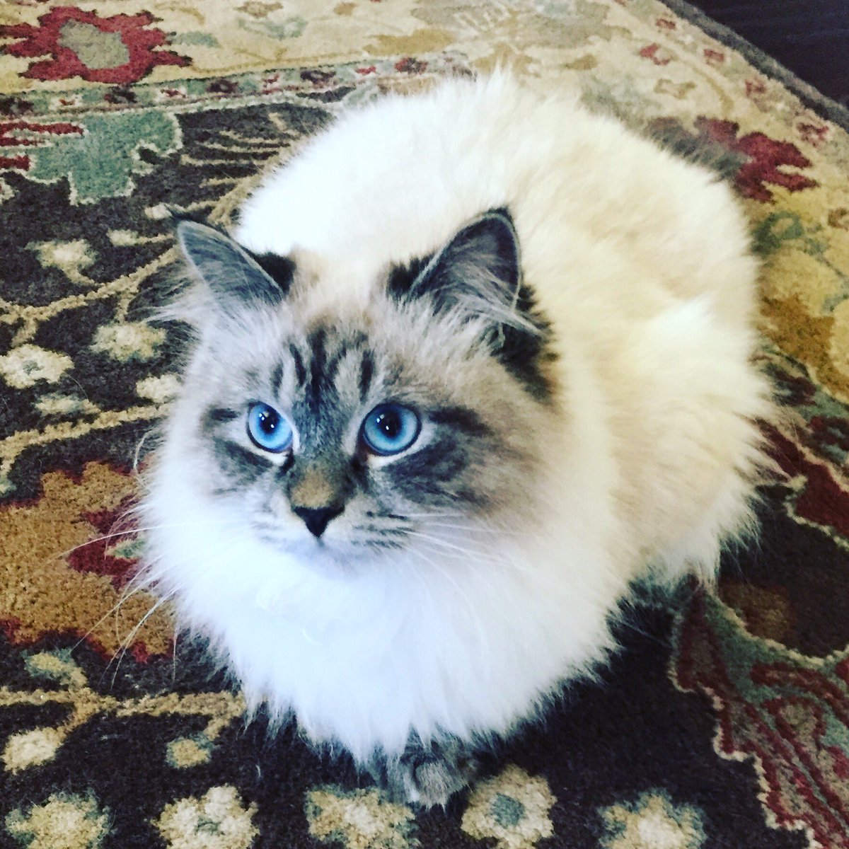 Tracy Layney tweet media