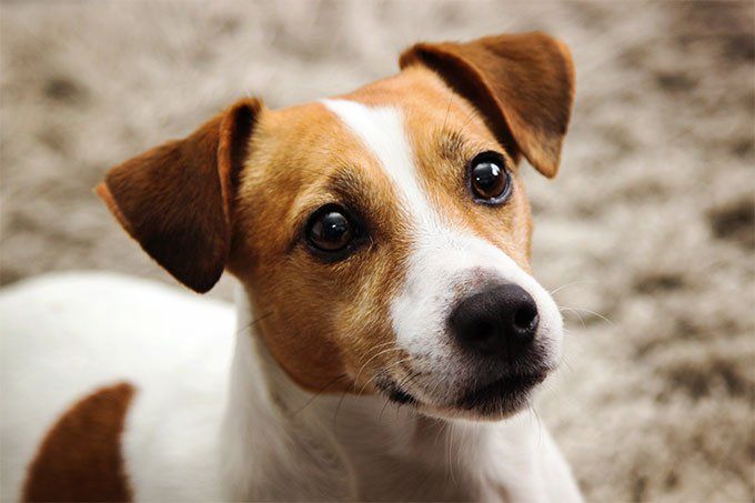 alljrtlovers's tweet image. #jackrussell_lovers611 
#federica_esposito01 #alljrtlovers
#jackrussellsrule
#jackrussellofinstagram #jackrussellterrierlovers #jackrussellclub #jackrussellbrasil #jackrusselllovers #jackrussellsofig #jackrussellterrier #jackrusselloftheday #jackrusse #JackRusselltshirts