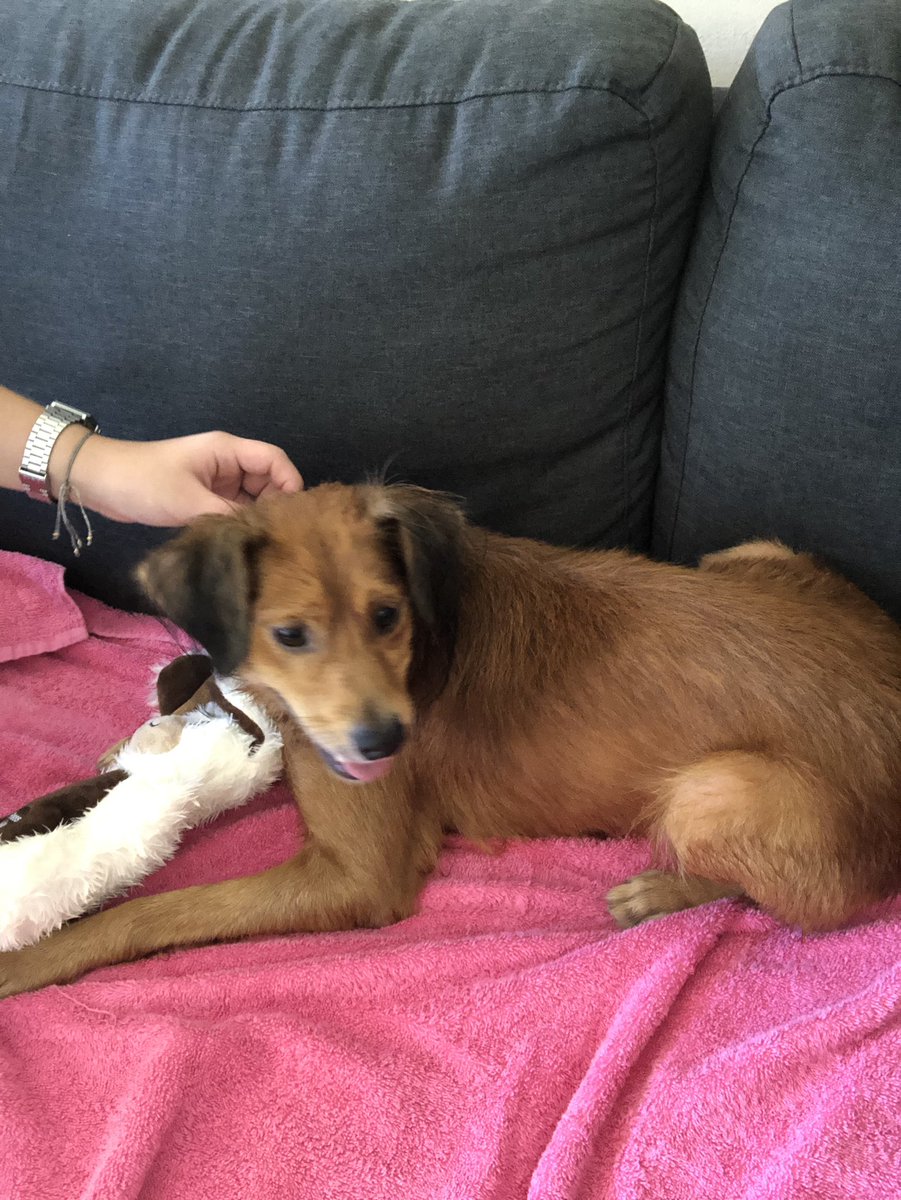 laurafgarnik's tweet photo. Ayer rescatamos a este chico chulisimo en Carolina. Desafortunadamente vivimos en un apartamento alquilado y no nos permiten tener mascotas. Estamos buscando para encontrarle un hogar donde sea feliz y amado. Le encanta jugar, se porta súper bien y es excelente con los niños. https://t.co/QTO5WJigqa