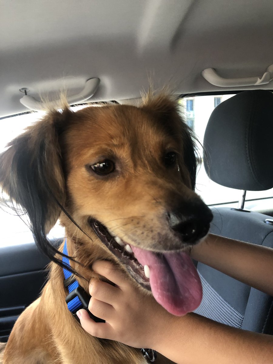 laurafgarnik's tweet photo. Ayer rescatamos a este chico chulisimo en Carolina. Desafortunadamente vivimos en un apartamento alquilado y no nos permiten tener mascotas. Estamos buscando para encontrarle un hogar donde sea feliz y amado. Le encanta jugar, se porta súper bien y es excelente con los niños. https://t.co/QTO5WJigqa