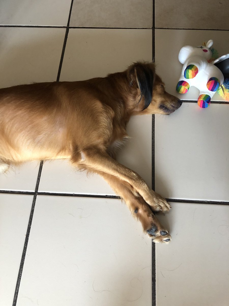 laurafgarnik's tweet photo. Ayer rescatamos a este chico chulisimo en Carolina. Desafortunadamente vivimos en un apartamento alquilado y no nos permiten tener mascotas. Estamos buscando para encontrarle un hogar donde sea feliz y amado. Le encanta jugar, se porta súper bien y es excelente con los niños. https://t.co/QTO5WJigqa