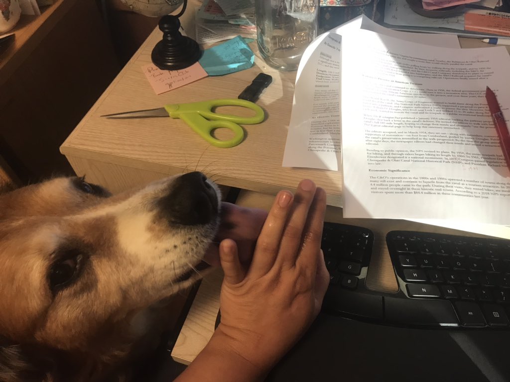 AdventureEdit's tweet image. I’m trying to work here! #freelancelife #workingfromhome