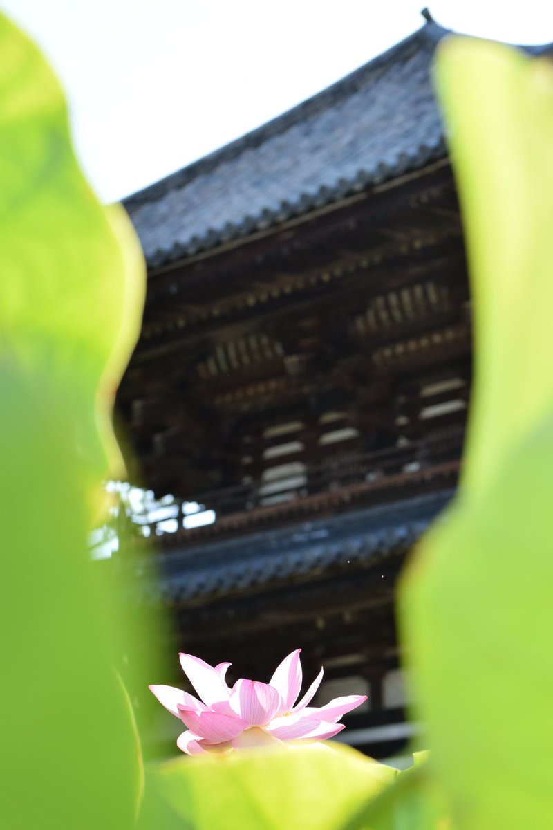 takatsugikishou's tweet photo. のぞき見。
ちょっとハレーション気味。
#奈良 #喜光寺 #蓮の寺 #ロータスロード #行基 さん #蓮 #lotus #Japan #nara #kikohji #gyoki https://t.co/ncD8R2ubwF