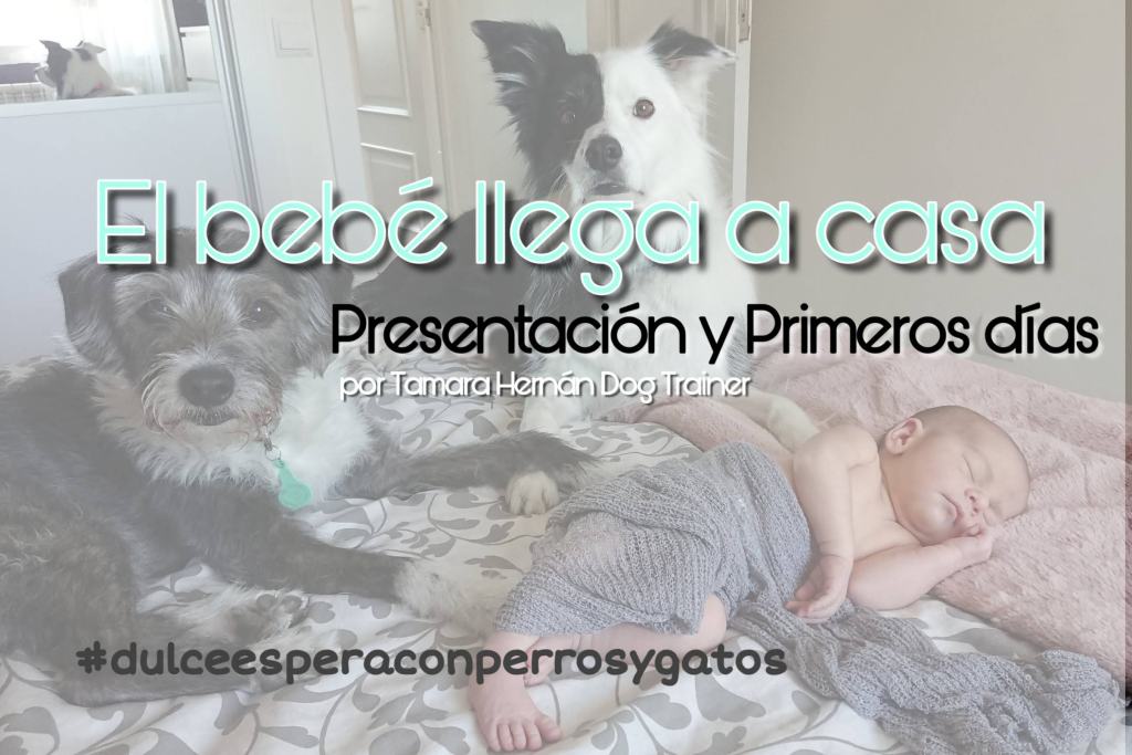 El bebé llega a casa …acioncaninatamarahernan.wordpress.com/2019/08/09/el-…