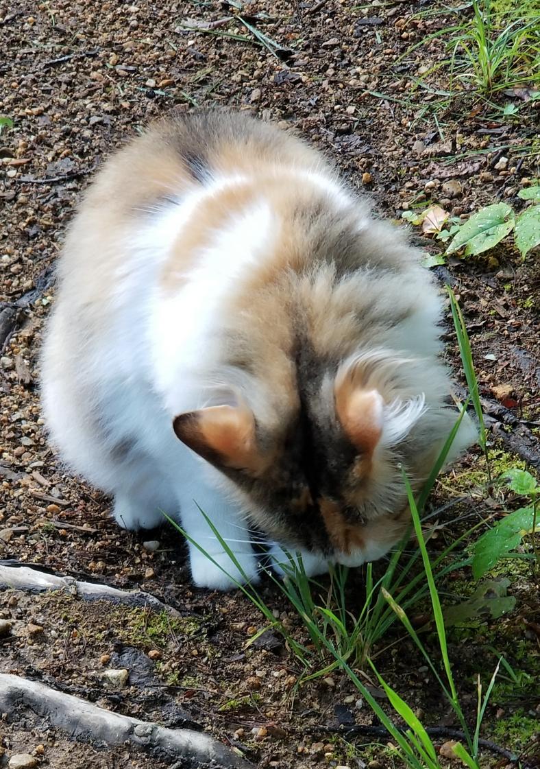 kat_every's tweet photo. Getting some grass #RelaxationIn3Words https://t.co/UuIY78aNWj