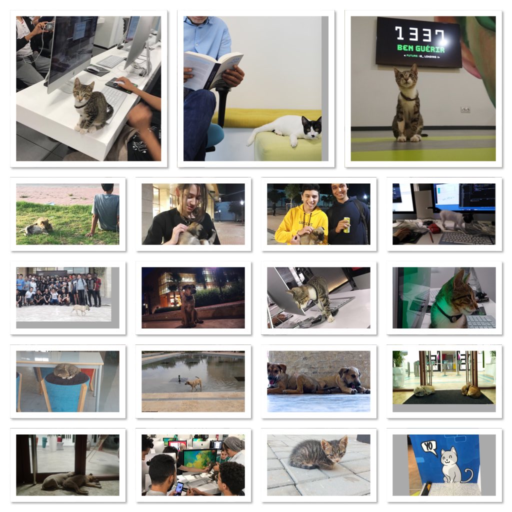 1337FIL's tweet photo. Hello! In 1337, We are animals friendly :) https://t.co/syOAIED2lA