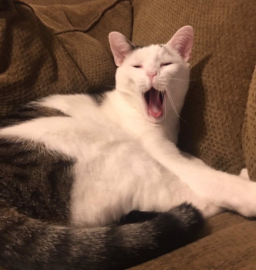 TubbyBTC's tweet photo. BTW Happy #InternationalCatDay Bill https://t.co/9N185wHjRy
