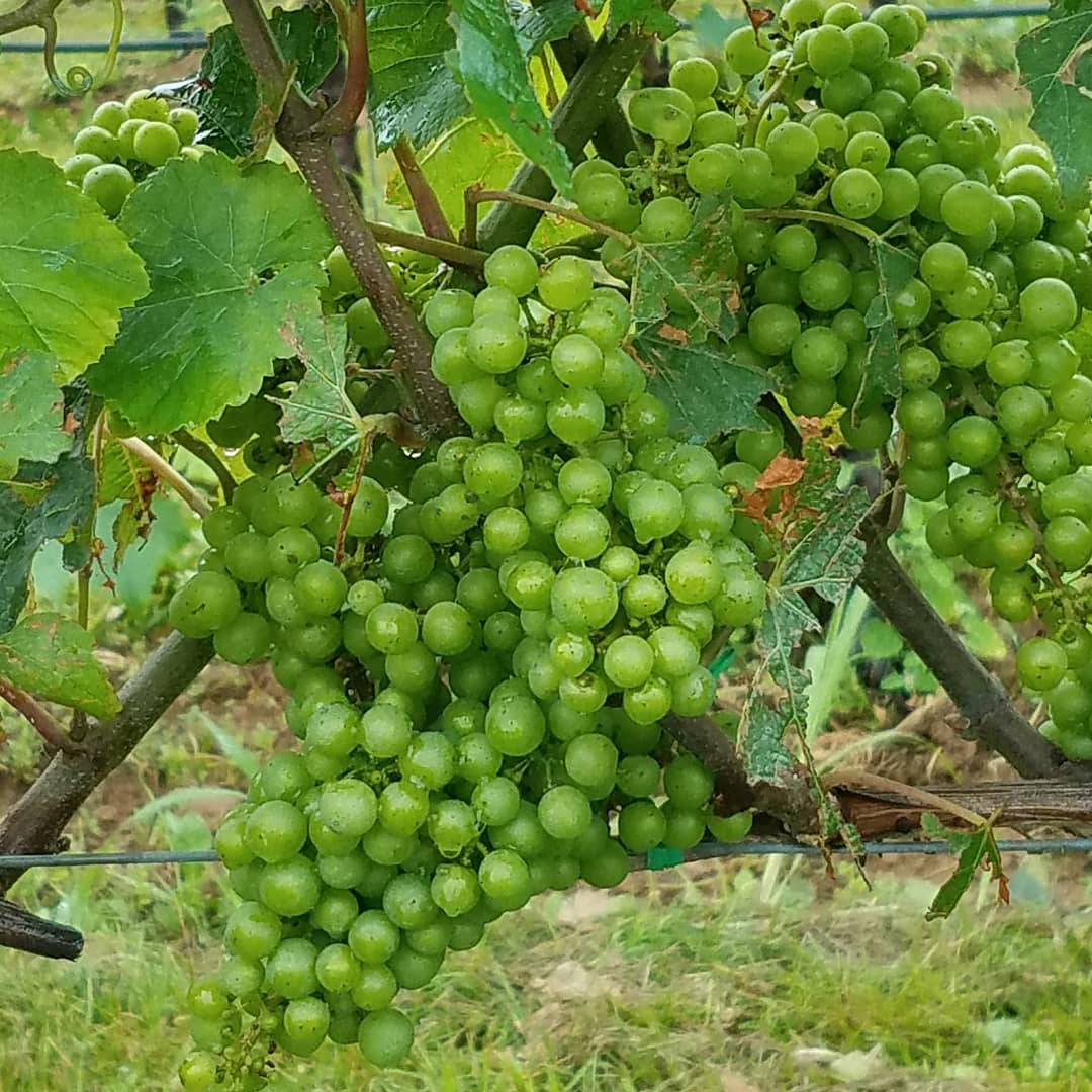GerardMeade's tweet photo. GOOD THINGS TO COME 

On the vine at #shinnestatevineyards, on the patio at #sparklingpointe, and stocked up for a while from two #nofo faves! 

#northfork #northforkfoodandwine #sparklingwine #longislandwine #longislandwinecountry #northforkwinetrail #wine #eastend https://t.co/Ycutp4uODL