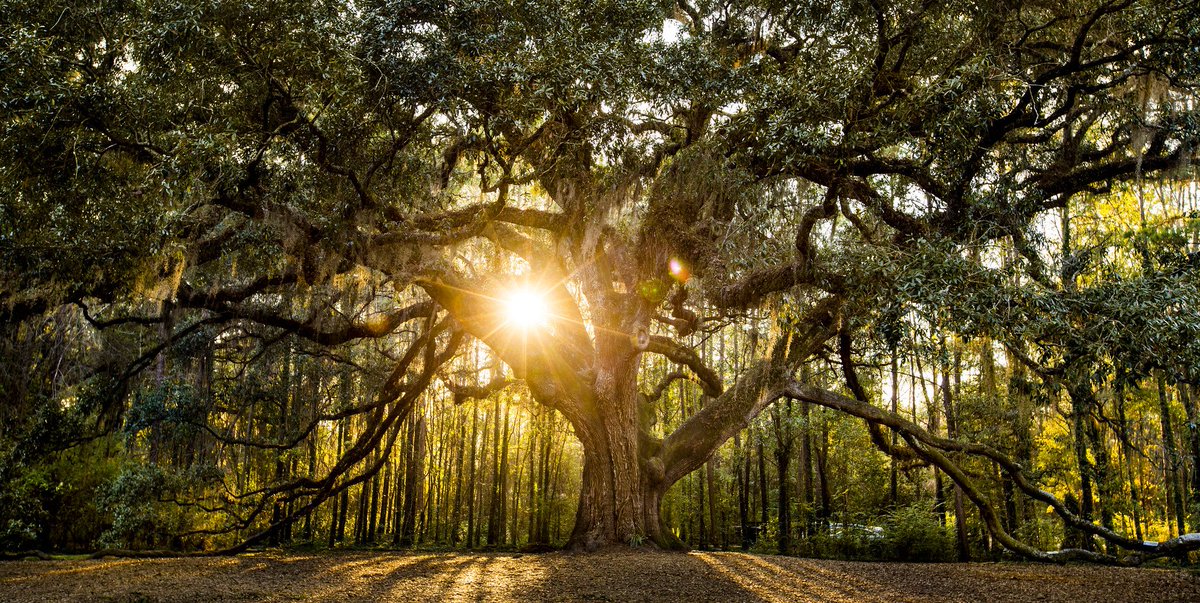 VISITFLORIDA's tweet photo. Goodnight, #Florida! #LoveFL https://t.co/Y7jdlxdlW1