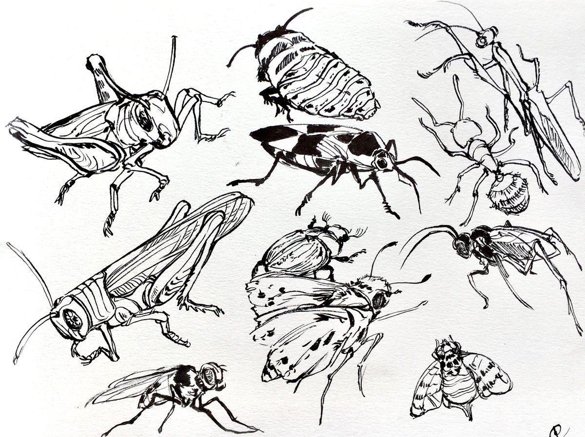 Assorted bug drawings from photos I've taken! #entomology
#insects 