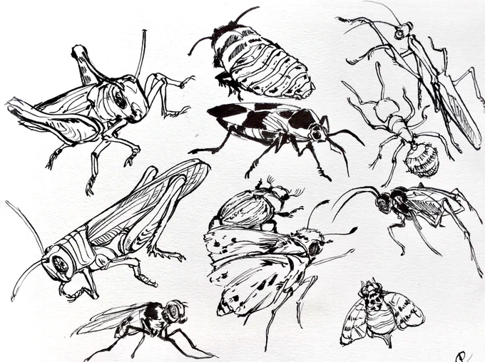 Assorted bug drawings from photos I've taken! #entomology
#insects 