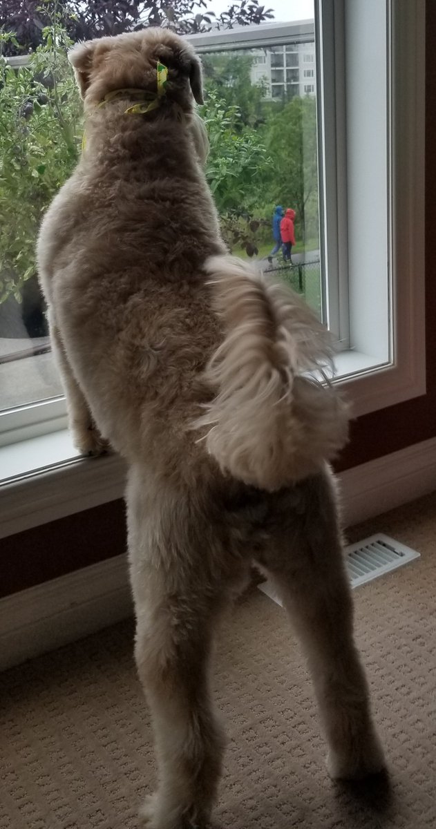 WheatenMaggie's tweet photo. See Mum, some people walk their dogs even when it's raining. π§πΆββοΈππ¦ Don't tell her, but I hate the rain π€«π #rain #NoWalkForMe #dogsoftwitter #dogs #wheatenterrier #scwt https://t.co/05m7K1MP6p