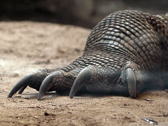 DIGS_for_EVEs's tweet photo. #DIGSforEVEs identified an endogenous #hepadnavirus in the genome of the Komodo dragon (Varanus komodoensis) https://t.co/UYb2IOHeUV