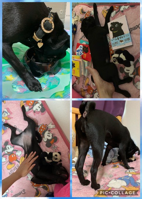 8/9は #パグの日 ですって♡  うちのおpugさんも、今月でいよいよ生後半年になりまちた😌💓🐶 puppy時期もあとわずか&hellip;嬉しいし寂しいし&hellip;親馬鹿に決まってる！！  3、4ヶ月でこんなにも大きくなるんだね😭✨ ありがとう。これからも元気でいてね。 Luv<a href="/tag/%E3%83%91%E3%82%B0%E3%81%AE%E6%97%A5"class="tags">#パグの日</a><a href="/tag/pug"class="tags"><span>#pug</span></a><a href="/tag/%E3%83%91%E3%82%B0"class="tags"><span>#パグ</span></a><a href="/tag/blackmonster"class="tags"><span>#blackmonster</span></a><a href="/tag/6%E3%83%B6%E6%9C%88"class="tags"><span>#6ヶ月</span></a>