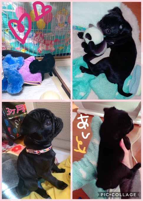 8/9は #パグの日 ですって♡  うちのおpugさんも、今月でいよいよ生後半年になりまちた😌💓🐶 puppy時期もあとわずか&hellip;嬉しいし寂しいし&hellip;親馬鹿に決まってる！！  3、4ヶ月でこんなにも大きくなるんだね😭✨ ありがとう。これからも元気でいてね。 Luv<a href="/tag/%E3%83%91%E3%82%B0%E3%81%AE%E6%97%A5"class="tags">#パグの日</a><a href="/tag/pug"class="tags"><span>#pug</span></a><a href="/tag/%E3%83%91%E3%82%B0"class="tags"><span>#パグ</span></a><a href="/tag/blackmonster"class="tags"><span>#blackmonster</span></a><a href="/tag/6%E3%83%B6%E6%9C%88"class="tags"><span>#6ヶ月</span></a>