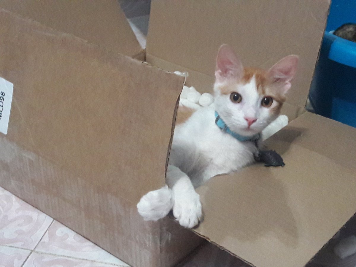JuliaAbogata's tweet photo. #voycongatos mi amor es fanático de #LosCarpenters #IbelieveYou tu canción en tu dia mi amor #Manekey https://t.co/rtAeX08NOT