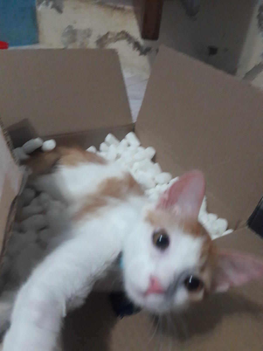 JuliaAbogata's tweet photo. #voycongatos mi amor es fanático de #LosCarpenters #IbelieveYou tu canción en tu dia mi amor #Manekey https://t.co/rtAeX08NOT