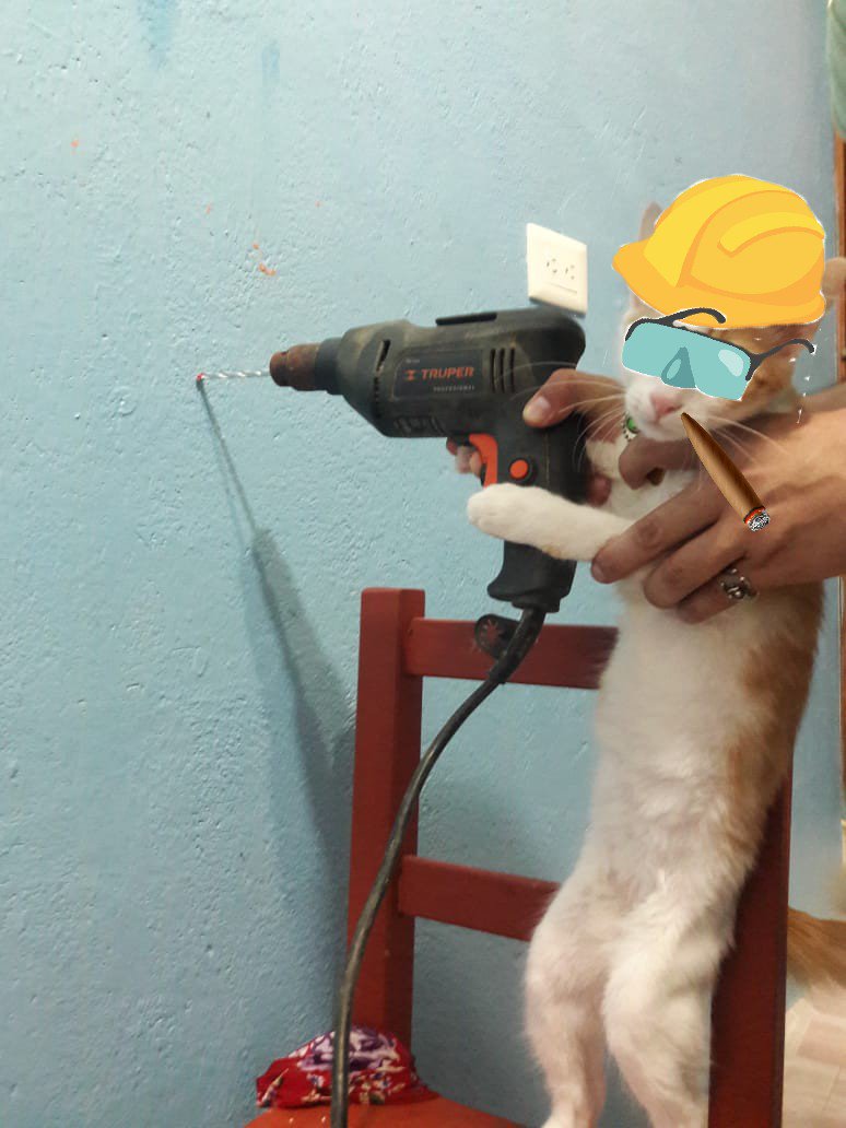 JuliaAbogata's tweet photo. #voycongatos mi amor es fanático de #LosCarpenters #IbelieveYou tu canción en tu dia mi amor #Manekey https://t.co/rtAeX08NOT