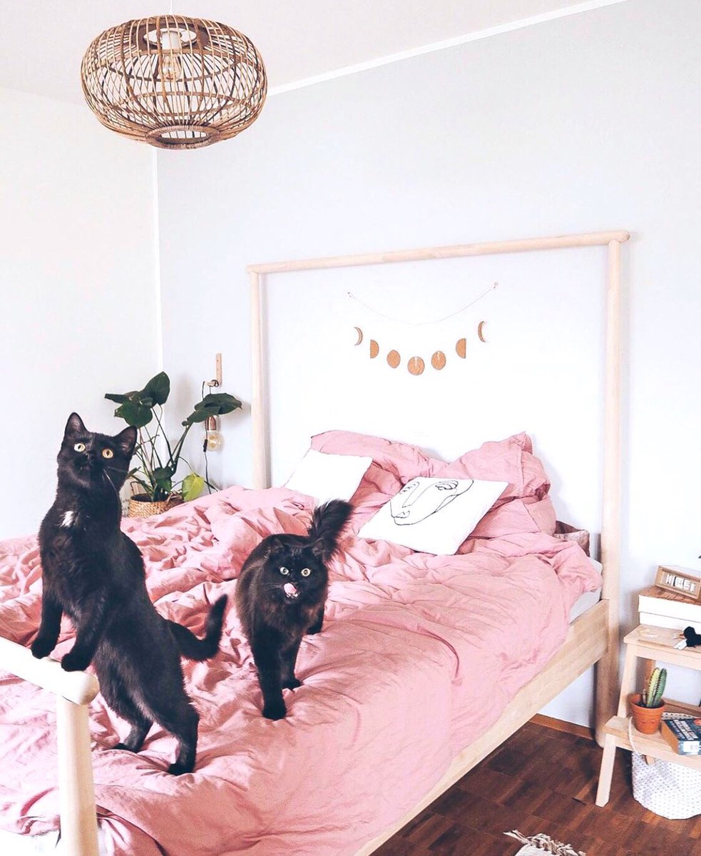 ahouseplanting's tweet photo. A Complete List of Safe Cat-Friendly Houseplants #InternationalCatDay 🌿🐈

https://t.co/qOwGfPhmH3 https://t.co/1BASazcnbI
