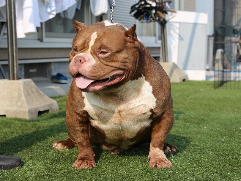 Pelariza Bullies No Twitter 犬ブリーダー アメリカンブリー Americanbullys アメリカンブリーパピー Americanbully ブサカワ犬 マッチョ犬 エキゾチックブリー Japanesebully ピットブル Americanbullyjapan ブリー 犬がいる生活 ぶさかわ犬 T