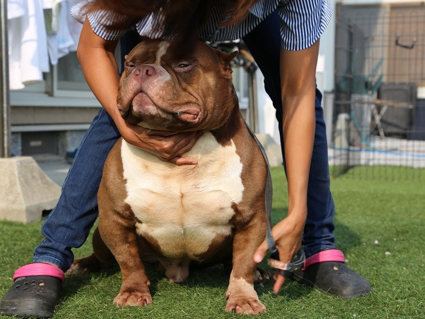 Pelariza Bullies 犬ブリーダー アメリカンブリー Americanbullys アメリカンブリーパピー Americanbully ブサカワ犬 マッチョ犬 エキゾチックブリー Japanesebully ピットブル Americanbullyjapan ブリー 犬がいる生活 ぶさかわ犬 T