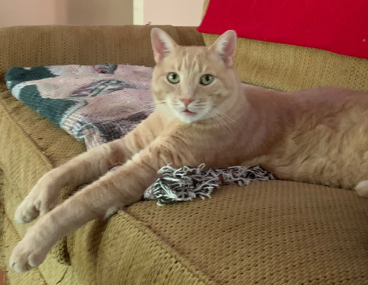 hemifitzy2's tweet photo. Hemi spending quality time on his couch 👍😺 #hemi #catlife https://t.co/oVCdckZwvD