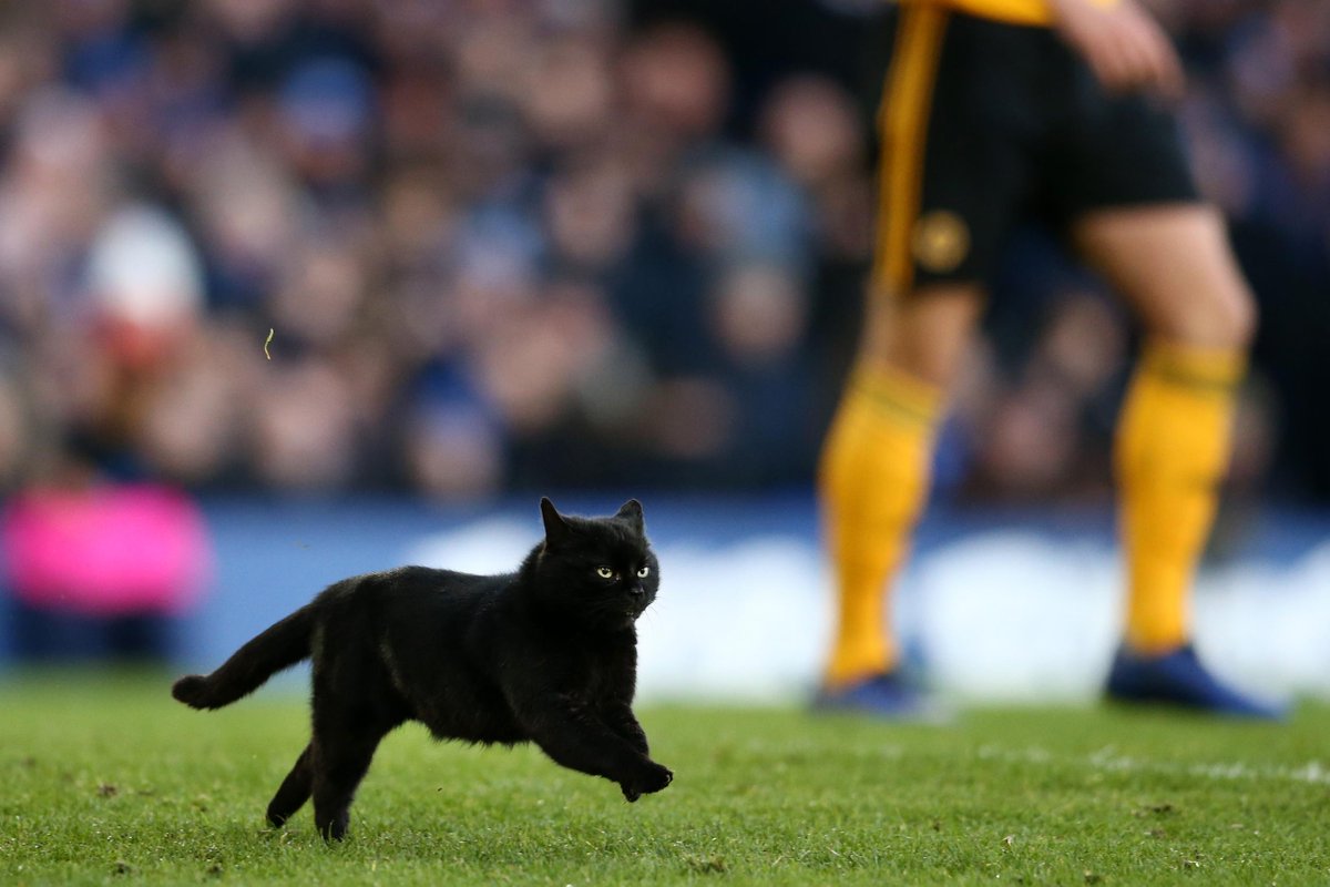 ColumbusToffees's tweet photo. @PLinUSA Okay, but please consider #GoodisonCat https://t.co/iLKHaKqf4z