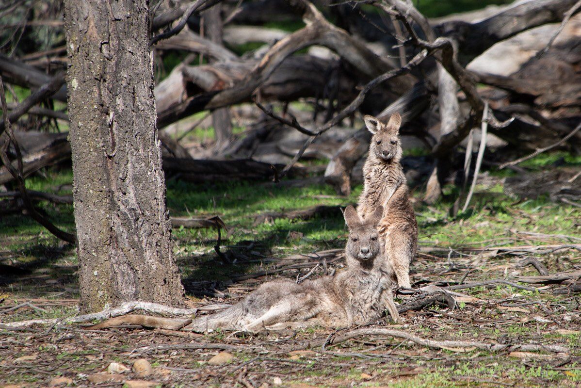 campermate's tweet photo. One of our campers in Australia had the pleasure of sharing their spot with these furry camping companions for the night! What wild and wonderful animals have you come across in your camping travels? https://t.co/dZh6O0V3yb