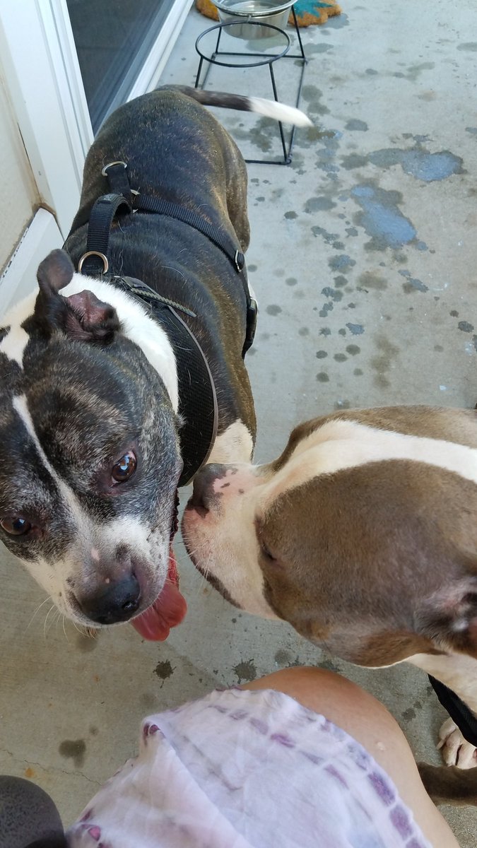 lisar1167's tweet photo. @DogsTasia They do love each other.  Kane is missing his beautiful girlfriend. https://t.co/Smf3QqcO3i