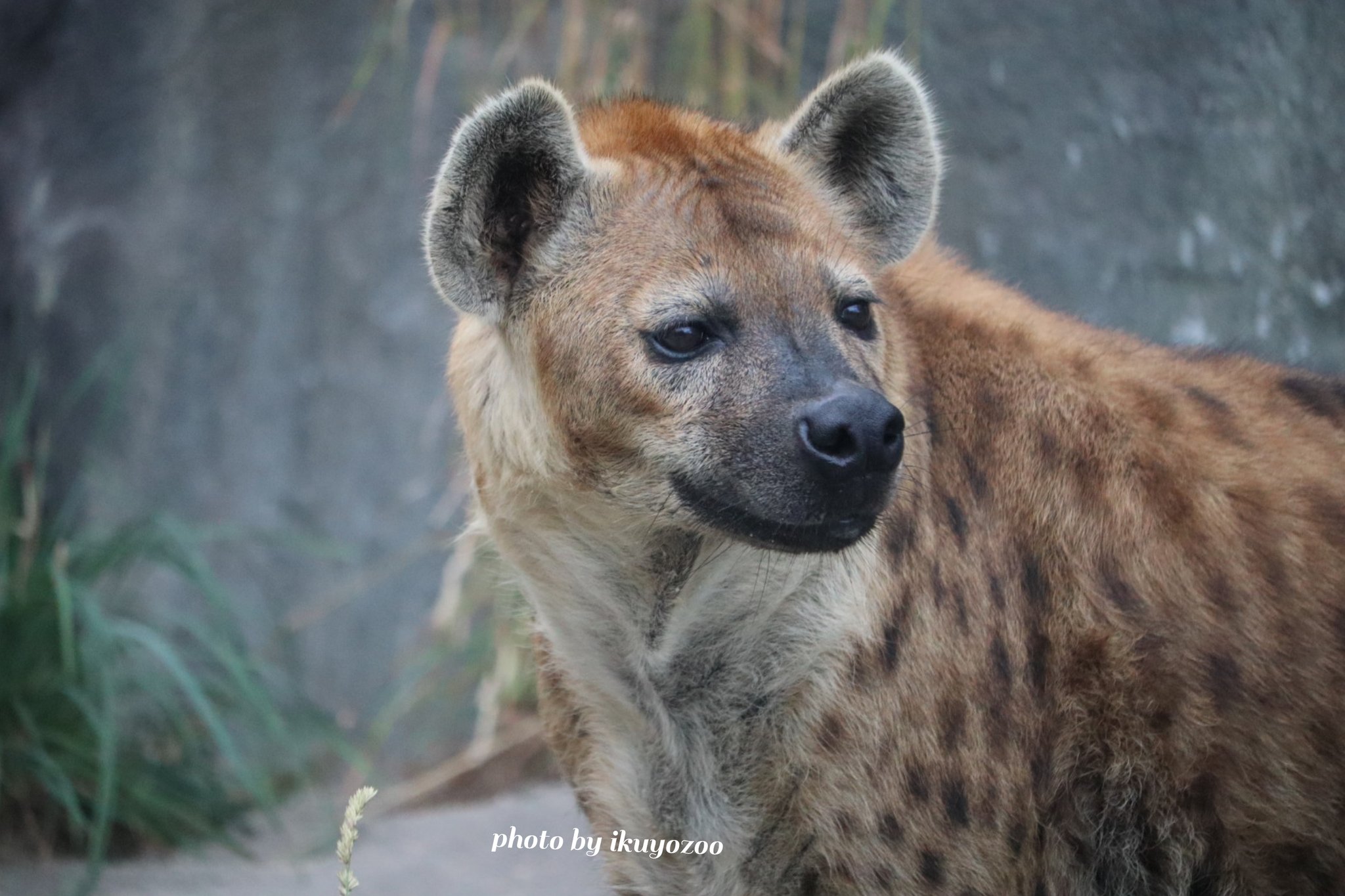 ブー ライオンキングでハイエナという動物を知った後は 是非本物のハイエナを見てください たれ目で とても愛嬌 のある 可愛いお顔です 意地悪のかけらもない顔立ち 目に純真な心が写し出されています ライオンキングのイメージとは全く違うと思い