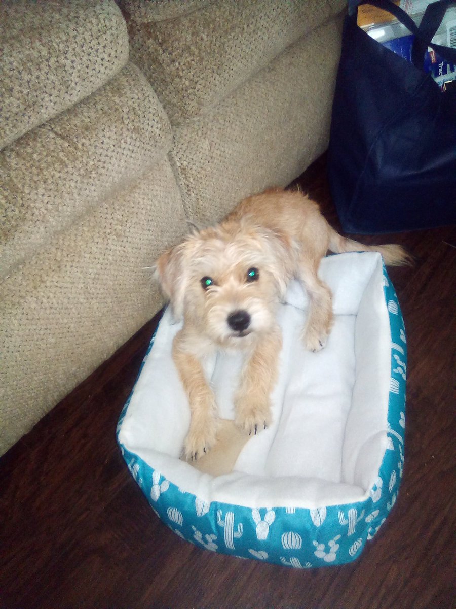 SrHarberson's tweet image. Nope, we stick together.. He gets one ankle and I get the other one.. Signed Cocoa.. #DogStrong