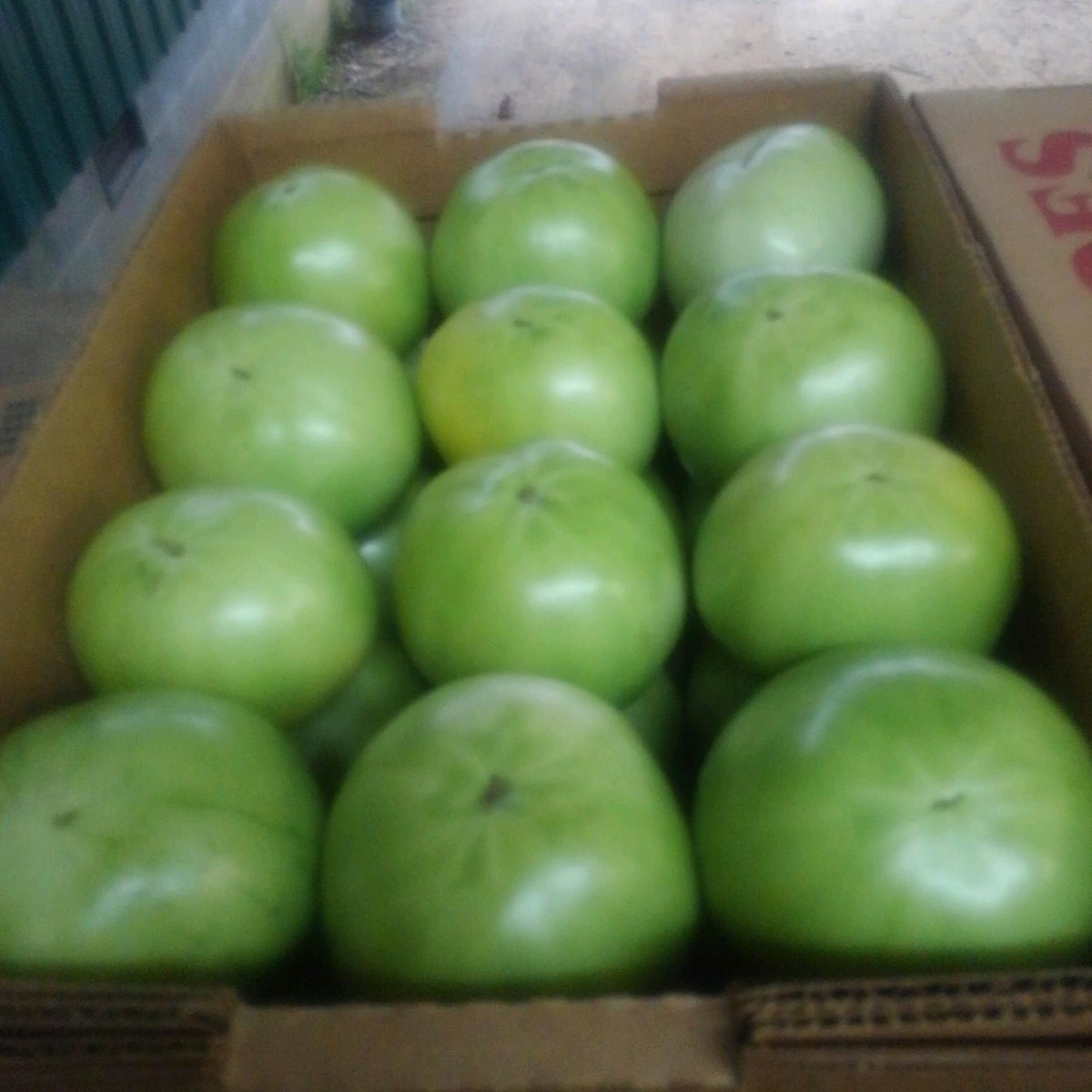spcropdoc's tweet photo. Picking jumbos in North Alabama! Great fruitset and finishing out strong! https://t.co/6jHa5Ycp4q