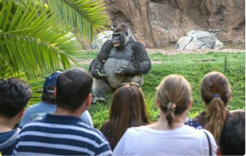 Ver imagen en Twitter