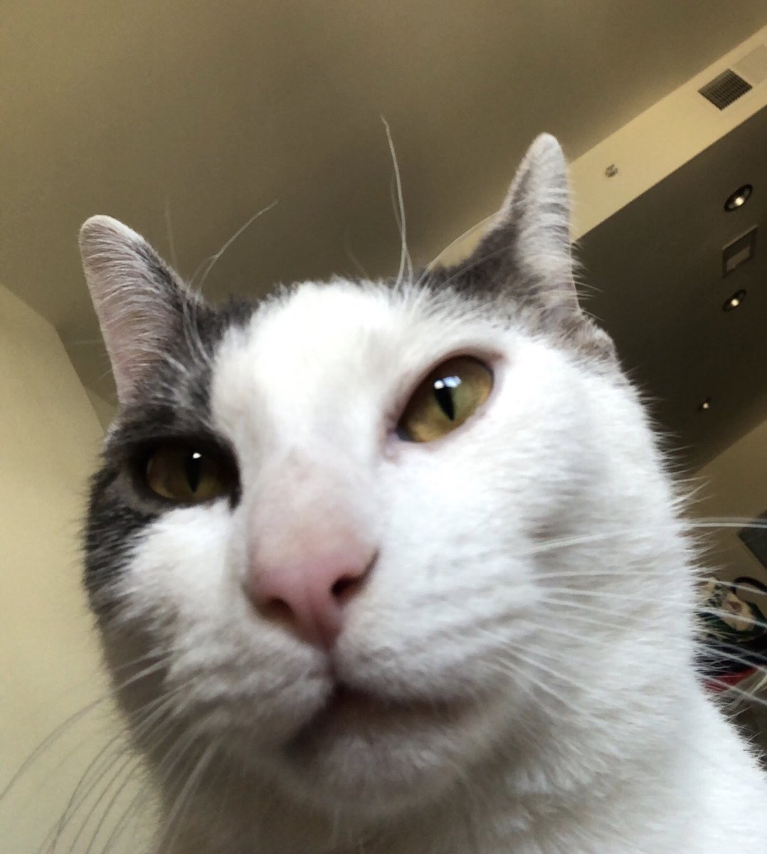 FlaDems's tweet photo. Hey you, are you registered to vote? 🗳 #InternationalCatDay #RegisterToVote https://t.co/2CysCxzQNE