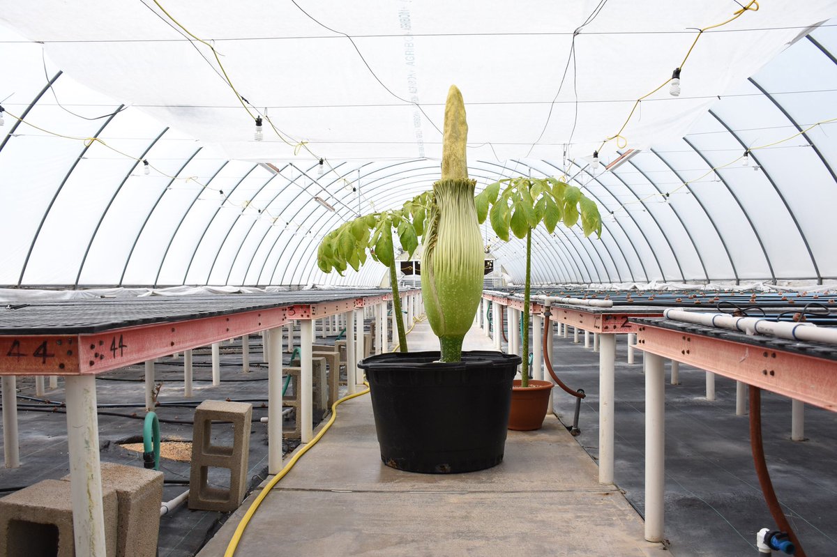 orangecoast's tweet photo. Stink Alert! 🚨 The public is invited to come take a whiff of a rare #CorpseFlower on Aug 14-16 from 10-3 at the OCC Planetarium. The Amorphophallus Titanum is known for its pungent odor, which many people liken to rotting flesh ☠️ #GoCoast #science #botany #STEM #OrangeCounty https://t.co/vzVVDgHQVo