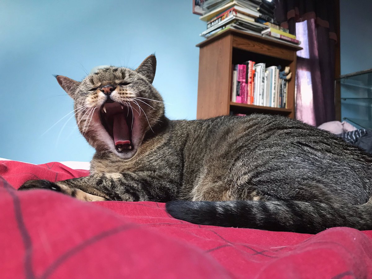 7heads_10crowns's tweet photo. Pickles McButterpants
#internationalcatday #mylittleman #captainbackfat #señorsalmonbreath #pickles #mcbutterpants #kingstring
📸 by M. DeVine https://t.co/njkhhhqWWM
