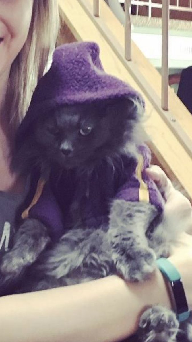 fivestardancer's tweet photo. Skol Vikings #CatVidFest19 https://t.co/SZD4Uz9mor