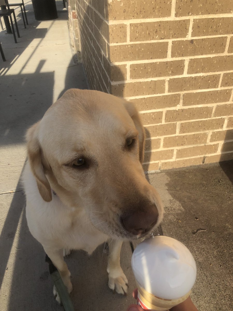 HaileyErickson3's tweet photo. Hey thanks @DairyQueen for letting us have a goof cone 🐶🍦 https://t.co/EWd9h2Xno3
