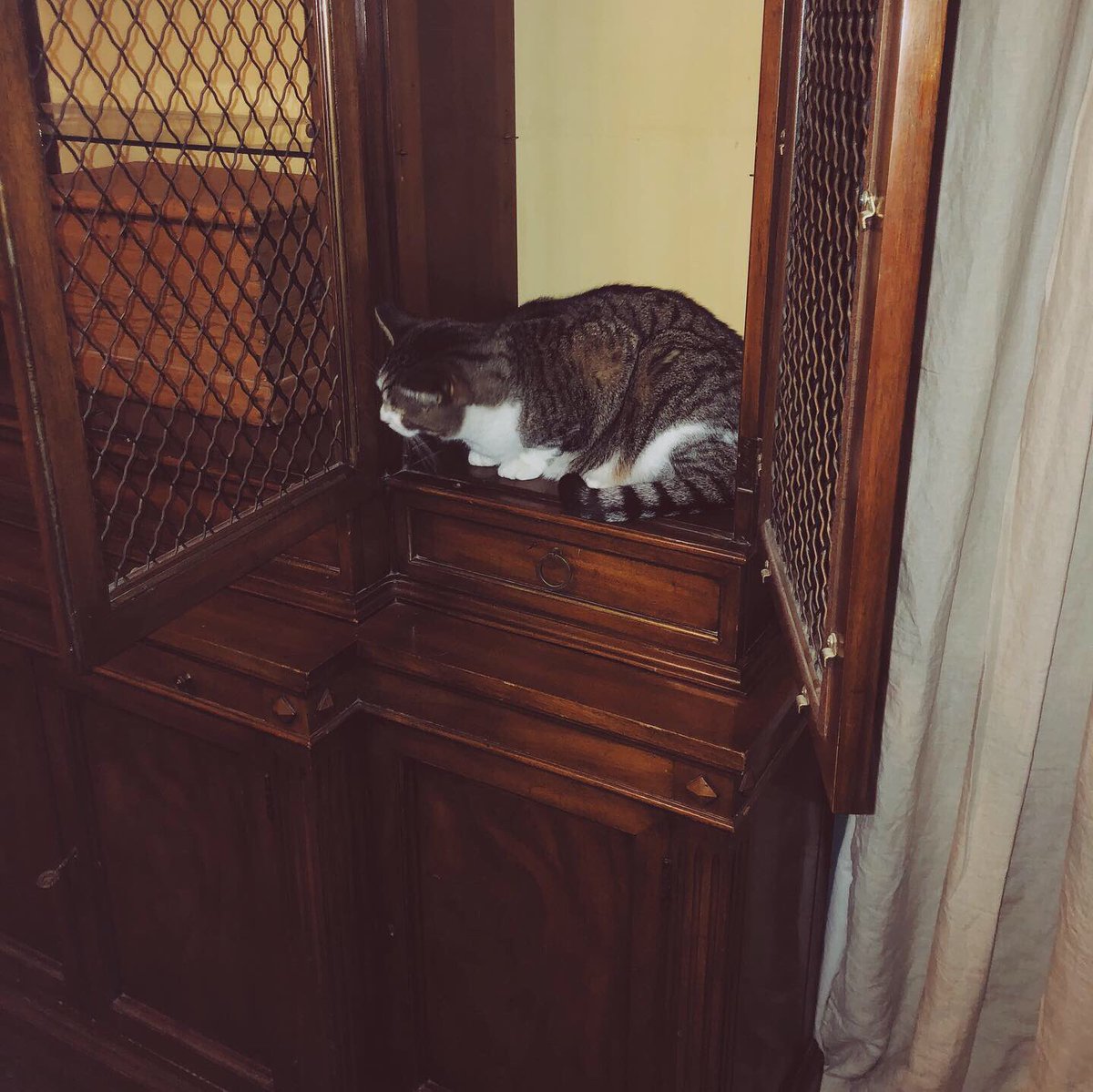 KargesFurniture's tweet photo. This little kitten knows luxury inside and out! 👑👑 Happy International Cat Day! 🐱🐱
.
.
#kargesfurniture #kargesbyhand #heirloomfurniture #breakfront #karges #foreverfurniture #luxuryfurniture #heritage #craftsmanship https://t.co/sGMbgtXike