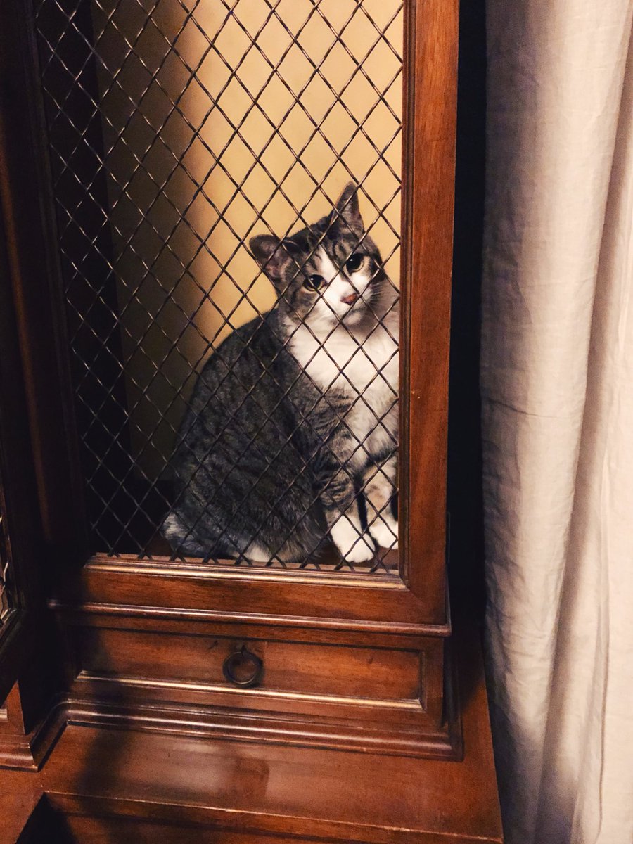 KargesFurniture's tweet photo. This little kitten knows luxury inside and out! 👑👑 Happy International Cat Day! 🐱🐱
.
.
#kargesfurniture #kargesbyhand #heirloomfurniture #breakfront #karges #foreverfurniture #luxuryfurniture #heritage #craftsmanship https://t.co/sGMbgtXike