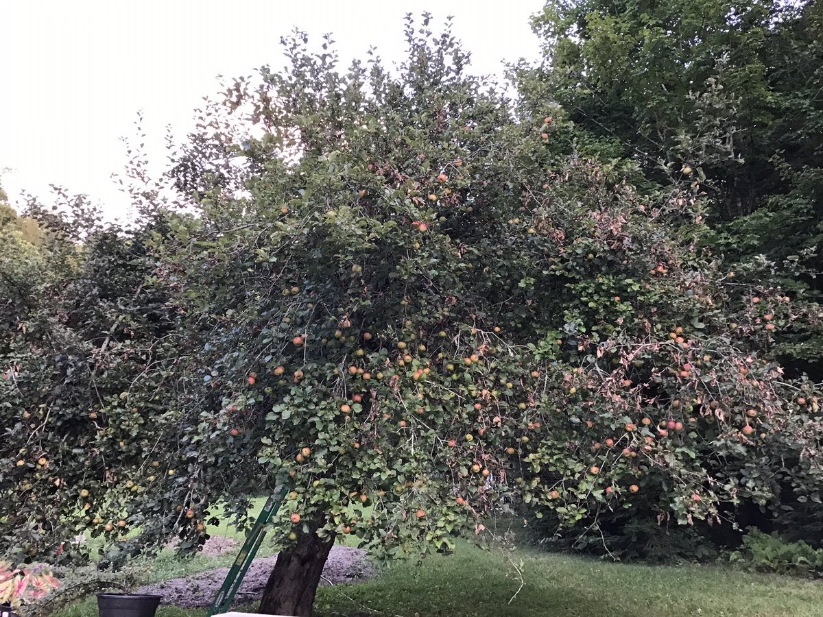 GypsyCircusUS's tweet photo. This year's crop of apples from our Tennessee Partner Orchards is looking good this year! What cider will these apples make? #picktn #picklocal #apples #applecrop #drinkgypsycircus #pickcider @VisitKingsport https://t.co/VLgV6sWxx9