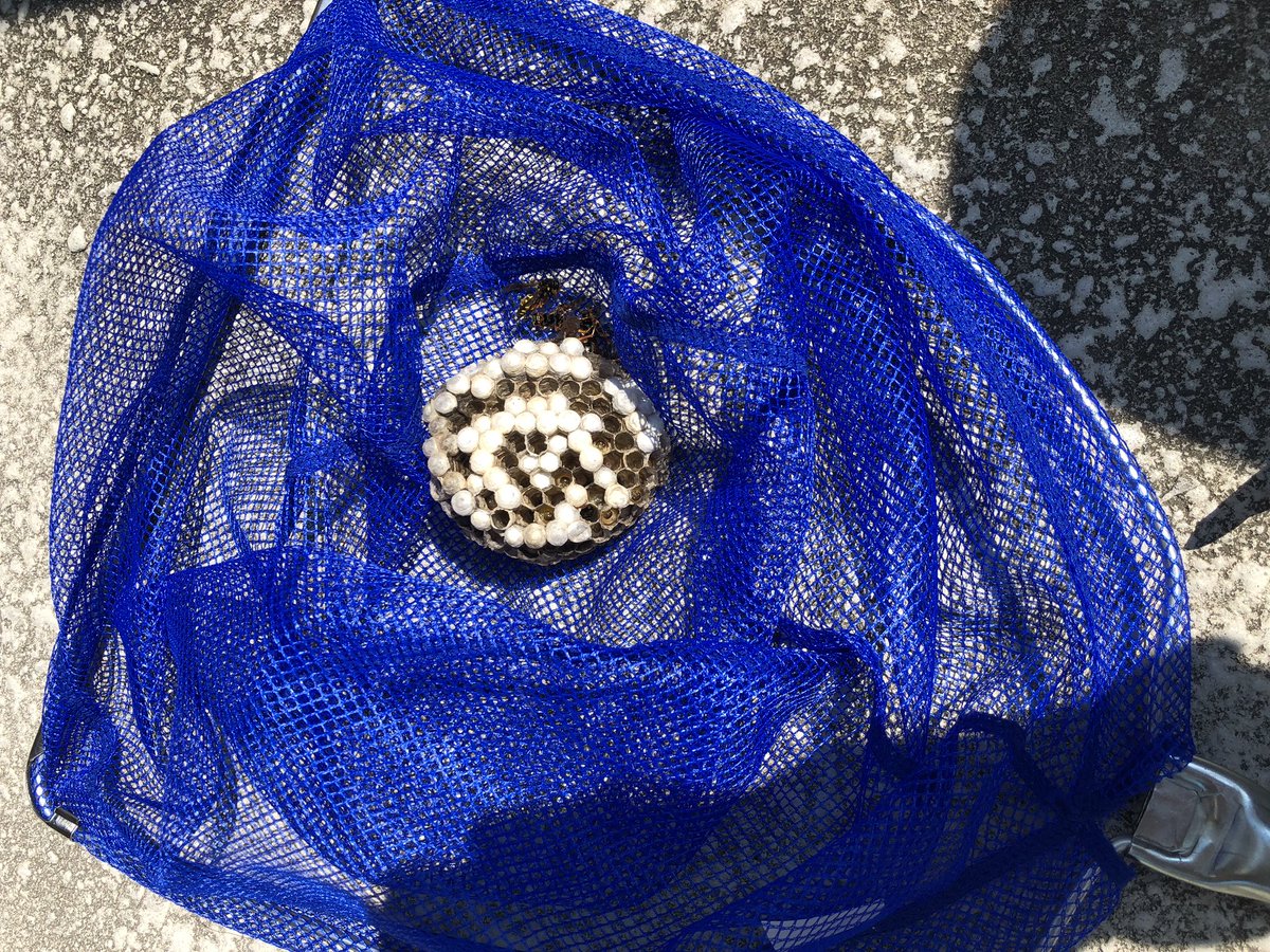 hachibasuo's tweet photo. #愛知県常滑市 #ハチ駆除屋さん  #ハチ駆除 https://t.co/VeOjPrjwBD