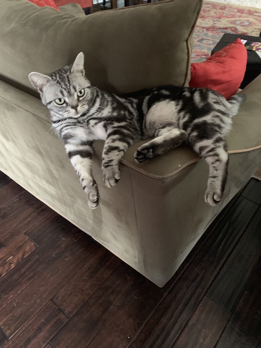 stpauligirl79's tweet photo. #CatVidFest19 https://t.co/vl9LK8x61M