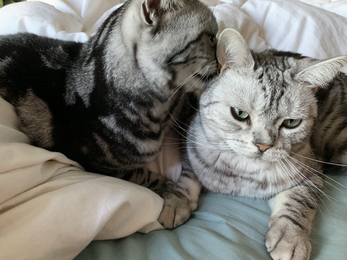 stpauligirl79's tweet photo. #CatVidFest19 https://t.co/vl9LK8x61M
