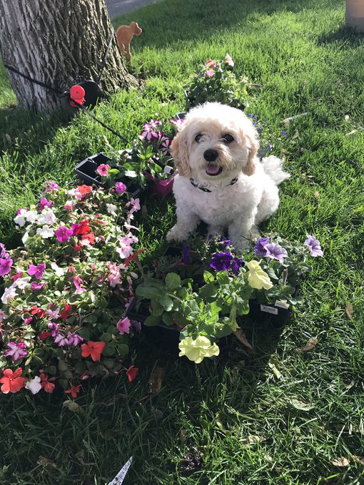 cutedogsww's tweet photo. LOOK AT THIS!!! https://t.co/hxD2KJFv16