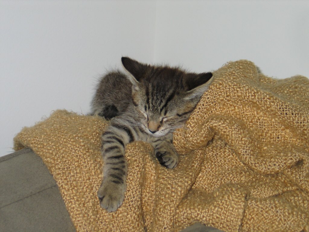four_kittens's tweet photo. Happy 12th birthday to our Wii!!! He may be the biggest cat in the house but he still thinks he’s a kitten... #four_kittens #oldmanwii #hewillalwaysbemybabyboy https://t.co/WeatLMhqWC