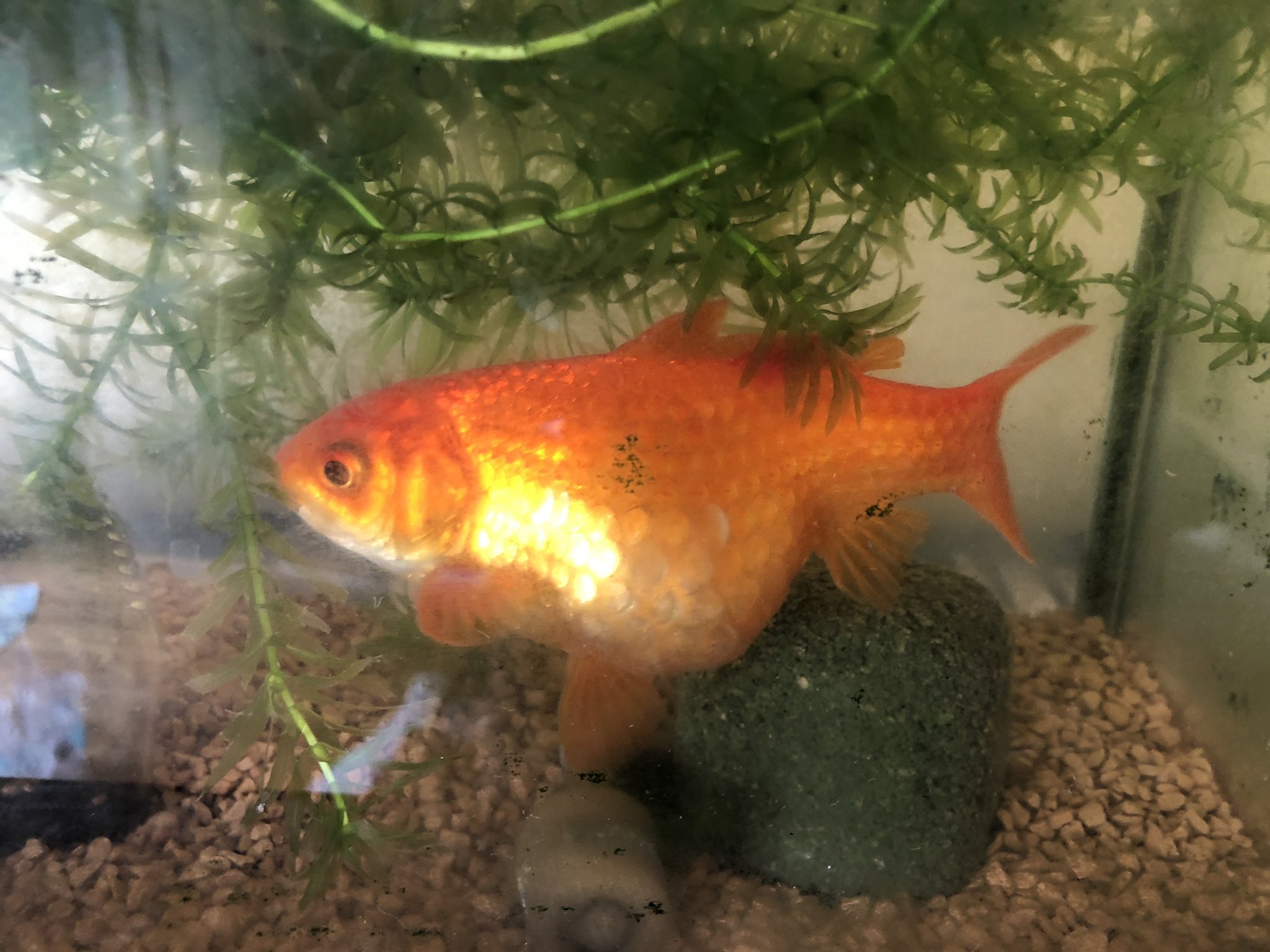 お腹大きい Twitter Search Twitter